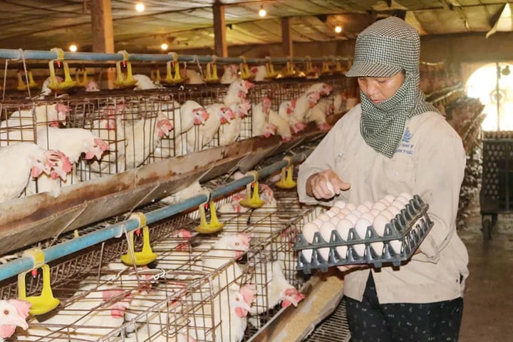 Tái cấu trúc ngành chăn nuôi: Gỡ “nút thắt” phụ thuộc để tăng sức cạnh tranh