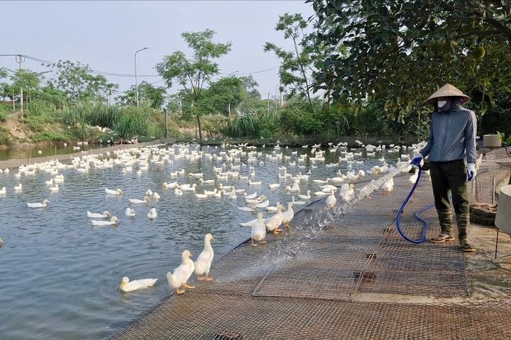 Phú Xuyên: Nâng cao hiệu quả kinh tế từ mô hình chăn nuôi vịt thương phẩm