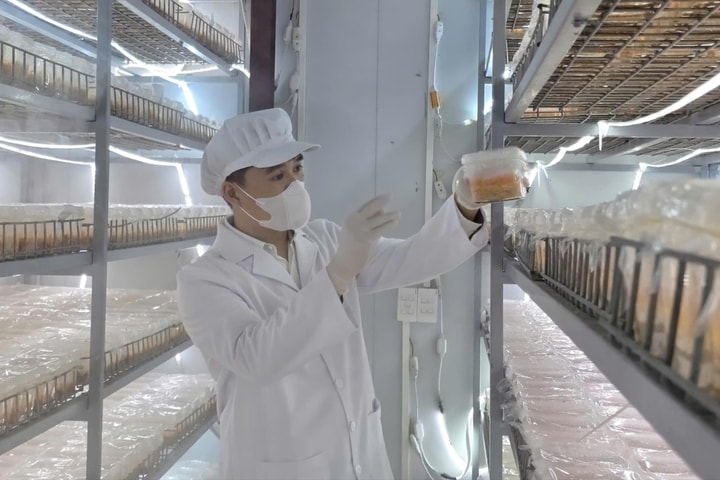 Làm nông nghiệp không cần đất