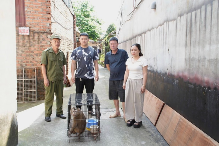 Người dân bàn giao cá thể khỉ đi lạc vào vườn nhà