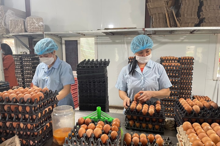 Giá trứng lao dốc, ngành gia cầm đối mặt “khủng hoảng kép”