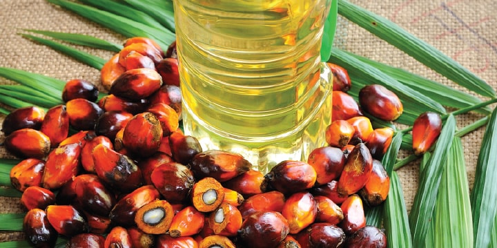 Malaysia dùng dầu cọ làm lá chắn trước cú sốc năng lượng