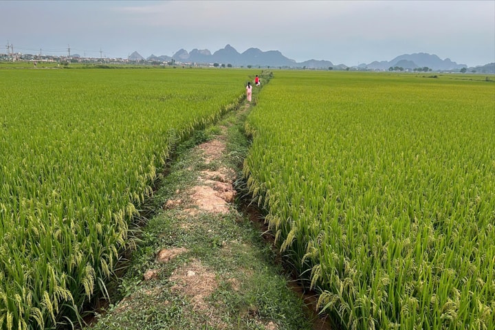 Chương Mỹ tăng cường phòng, trừ sâu bệnh hại lúa, bảo đảm sản xuất cuối vụ