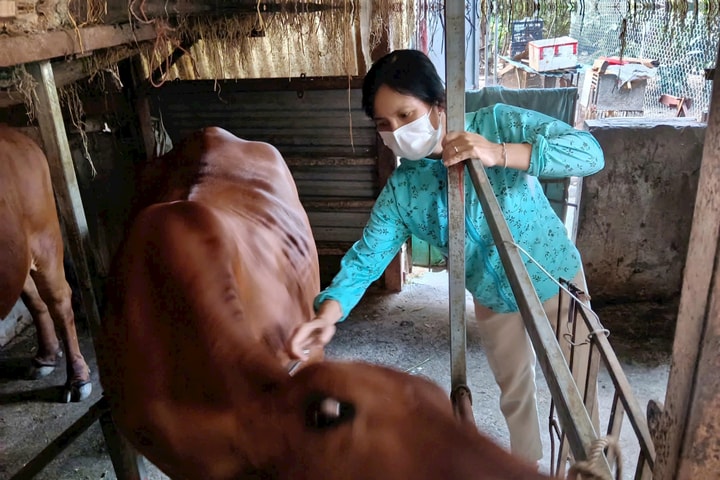 Hà Nội chủ động ngăn chặn nguy cơ xâm nhập virus lở mồm long móng serotype SAT1