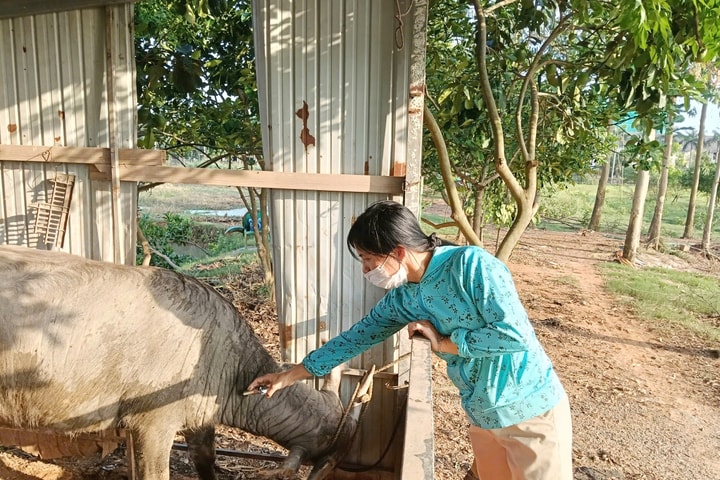 Quốc Oai chủ động “lá chắn” phòng, chống dịch bệnh vật nuôi