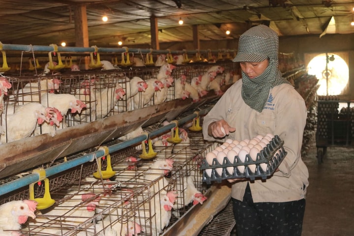 Hà Nội đẩy mạnh chăn nuôi công nghệ cao, an toàn sinh học