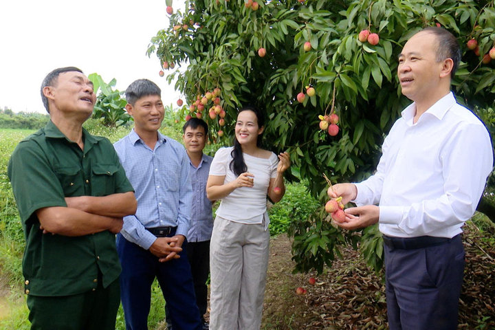 Vải trứng Hưng Yên hút khách: Chưa vào chính vụ, nhà vườn đã tấp nập khách đặt mua