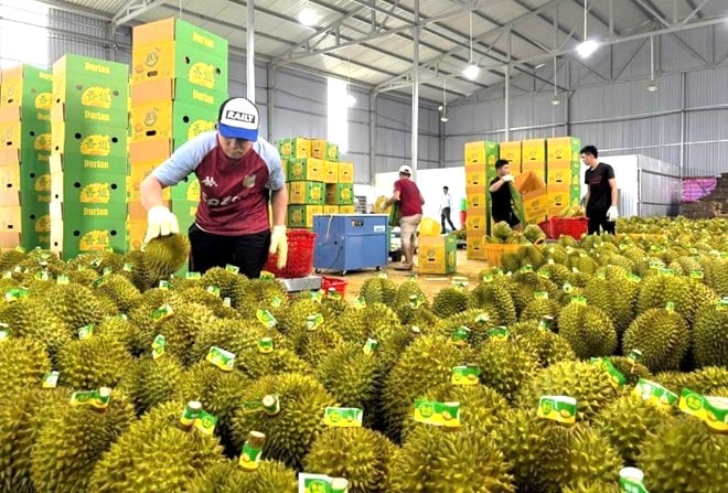 Giữ đà tăng trưởng xuất khẩu sầu riêng