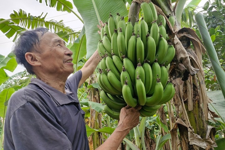 Hiệu quả kinh tế từ trồng chuối cao sản ở vùng ven sông Hồng
