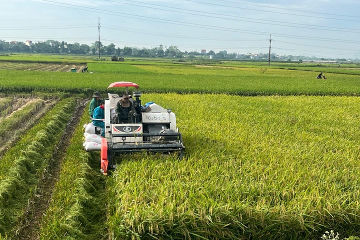Khi chính quyền cùng người dân giữ bình yên mùa gặt