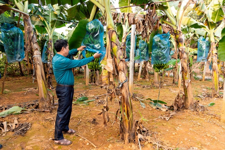 Xã Bất Bạt: Nâng cao năng lực nội tại để hợp tác xã nông nghiệp bứt phá