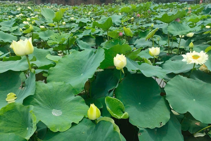 Hà Nội mười hai mùa hoa