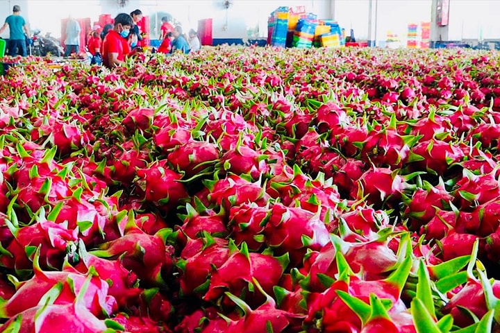 Doanh nghiệp làm gì để tránh rủi ro xuất khẩu sang Trung Quốc