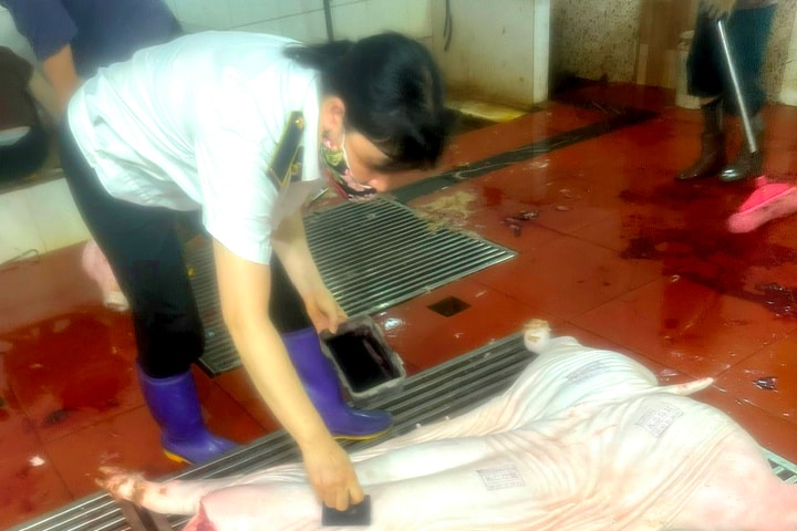 ​Phúc Thọ chủ động siết chặt quản lý giết mổ động vật