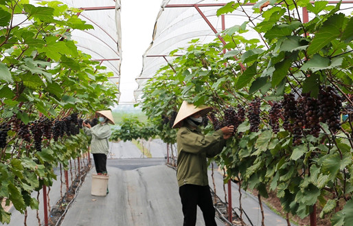 Hướng đi mới cho nông nghiệp đô thị