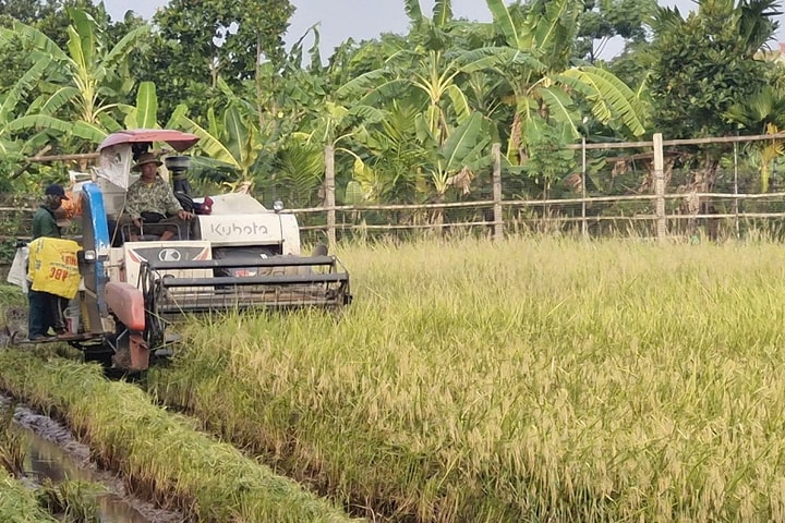 Xã Phú Xuyên: Tập trung thu hoạch lúa vụ xuân, chủ động phòng tránh thiên tai