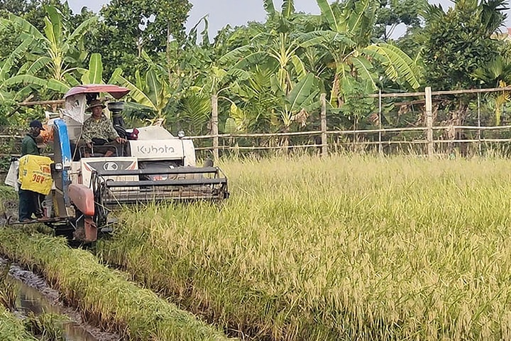 Khẩn trương thu hoạch lúa xuân, sẵn sàng vào vụ mùa
