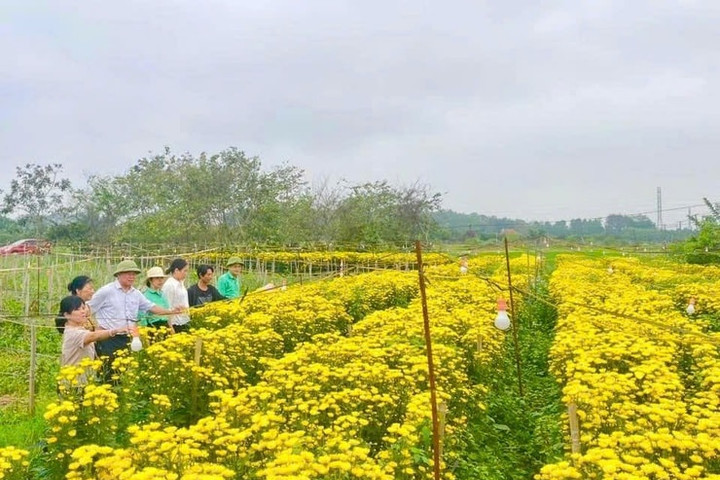 Phúc Thọ: Tích tụ đất đai mở đường cho nông nghiệp hiện đại