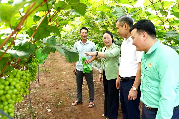 Nông dân Hà Nội chú trọng bảo vệ môi trường trong sản xuất nông nghiệp