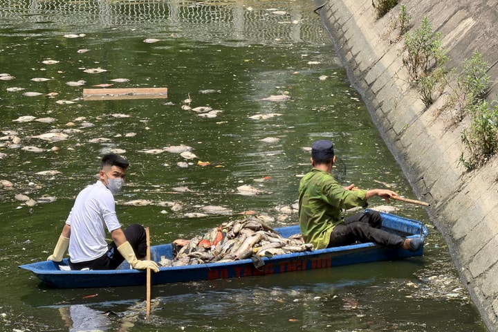 Phường Nghĩa Đô kịp thời xử lý hiện tượng cá chết tại hồ điều hòa