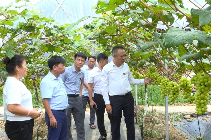 Hộ gia đình ở xã Yên Xuân thành công với mô hình trồng nho sữa theo tiêu chuẩn VietGAP