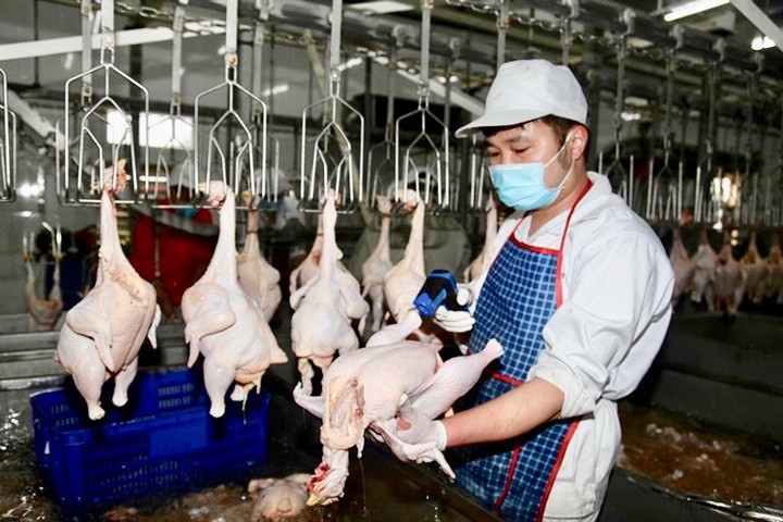 Hà Nội từng bước số hoá quản lý giết mổ gia súc, gia cầm
