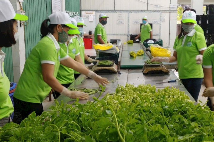 Hà Nội siết chặt kiểm soát rau an toàn bằng mô hình quản lý an toàn thực phẩm
