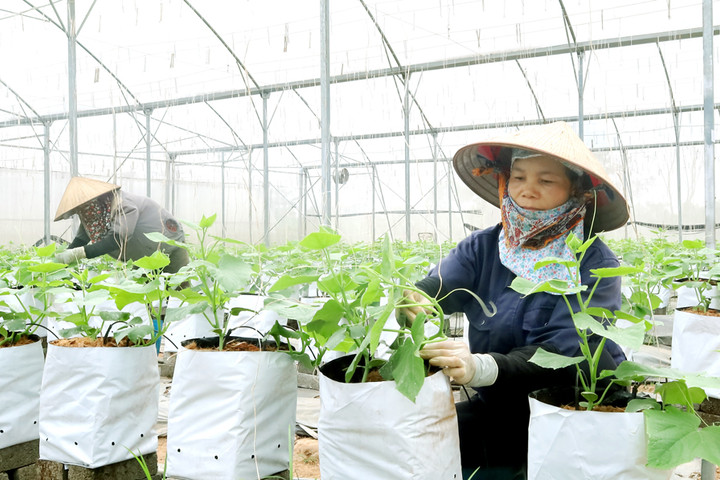 Chuyển đổi xanh ở xã Hồng Sơn: Đặt nền tảng cho vùng kinh tế xanh bền vững