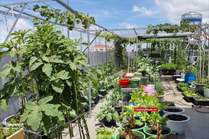 Sống xanh, tiết kiệm nhờ khu vườn sân thượng