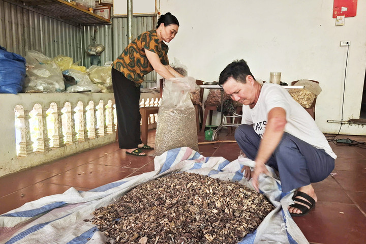 Gìn giữ “kho báu” thuốc Nam dưới chân núi Tản