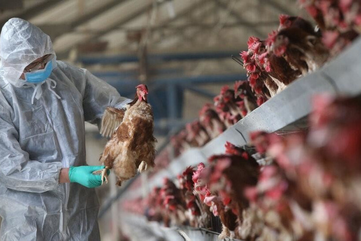 Chăn nuôi 6 tháng đầu năm 2026: Giữ đà tăng trưởng nhờ an toàn sinh học và quy mô lớn
