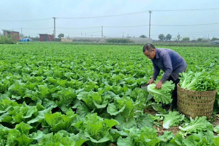 Đẩy mạnh phát triển kinh tế tập thể, nâng cao thu nhập cho thành viên, nông dân