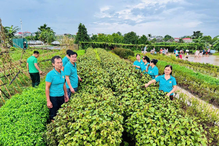 Hội Nông dân xã Kiều Phú: Cách làm hay, mô hình hiệu quả trong sản xuất, kinh doanh