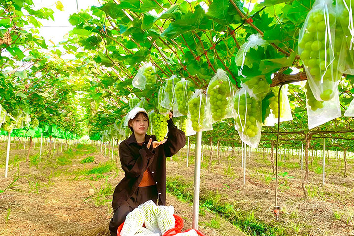 Chuyển đổi xanh - động lực đưa nông nghiệp Thủ đô bứt phá