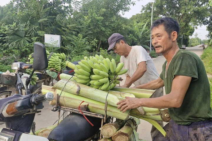 Xã Phú Xuyên: Chủ động thu hoạch chuối, phòng ngừa thiên tai
