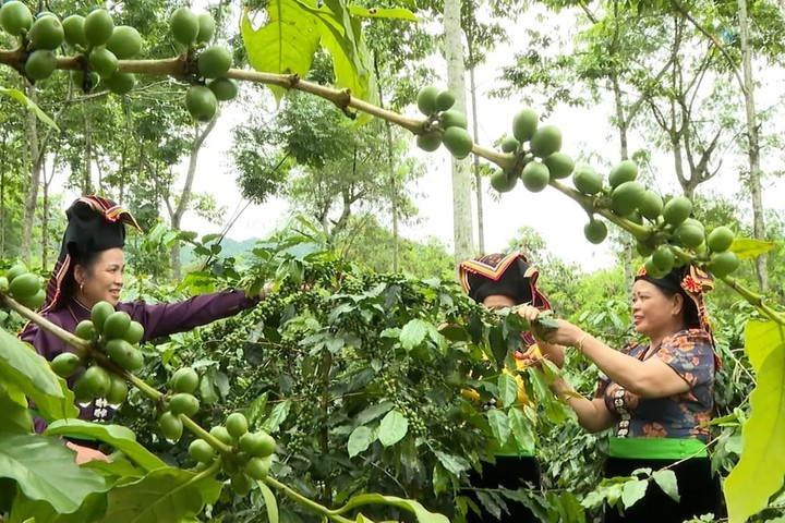 Phát triển nông sản giá trị: Mở rộng dư địa tăng trưởng cho các tỉnh phía Bắc