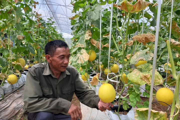 Nông nghiệp Hà Nội giữ đà tăng trưởng, tạo nền tảng cho phát triển bền vững