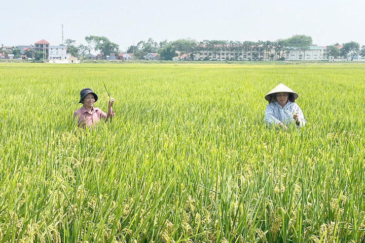 Nâng cao giá trị chuỗi ngành hàng lúa gạo