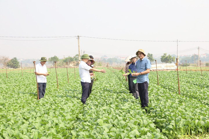 Hà Nội có 5.519ha rau chuyên canh tập trung