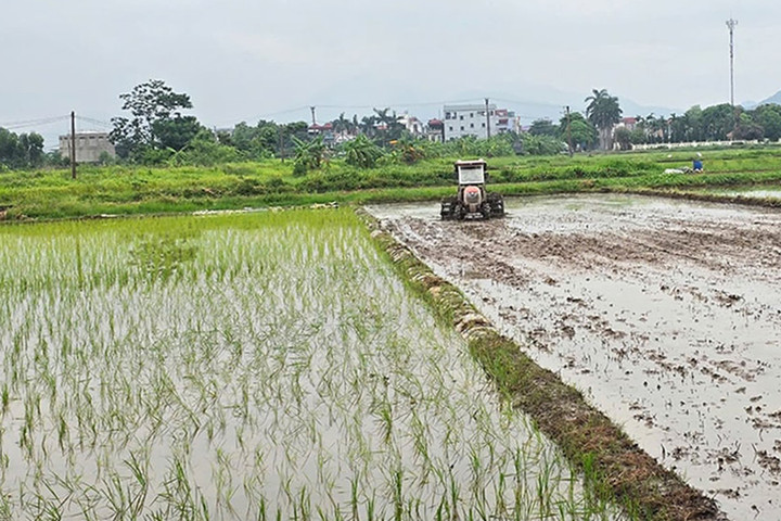 Diện tích gieo trồng vụ mùa ở xã Sơn Đồng đạt hơn 337ha