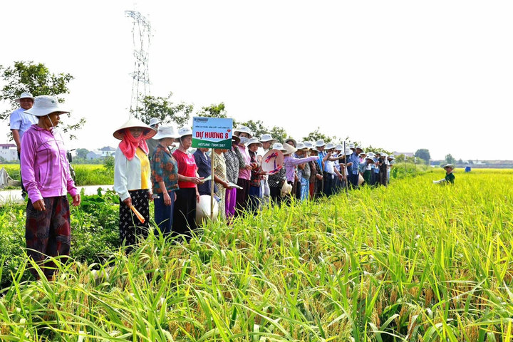 Nông dân xã Đa Phúc thực hiện nhiều mô hình kinh tế hiệu quả