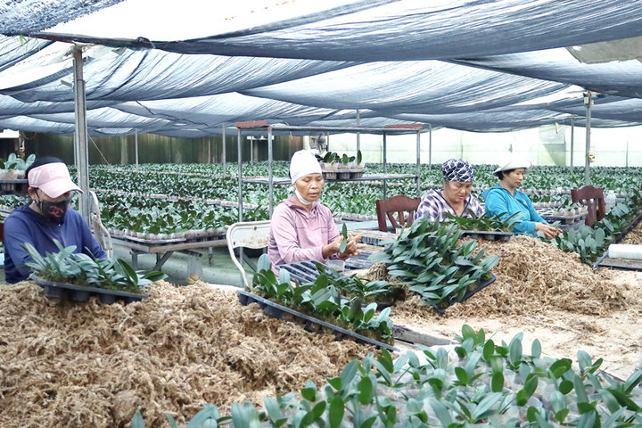 Chương Mỹ hướng tới “vành đai xanh thông minh”