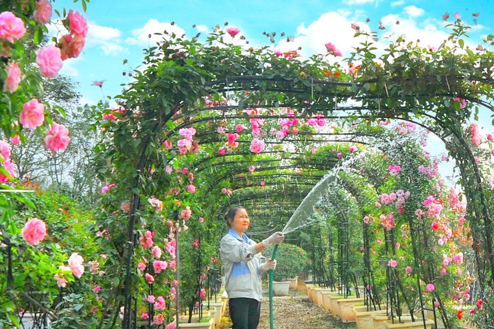 Mê Linh - nơi mùa hoa đơm sắc