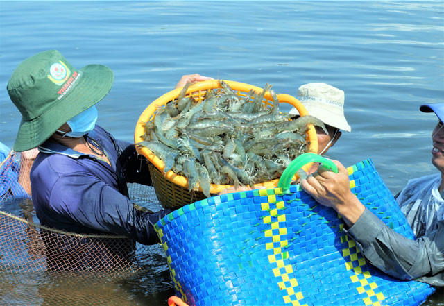 Liên kết doanh nghiệp hỗ trợ sinh kế bền vững cho người nuôi tôm An Giang