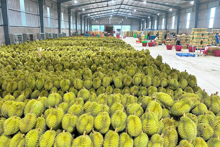 Xuất khẩu rau quả cả nước ước đạt 4,76 tỷ USD, tăng 23%