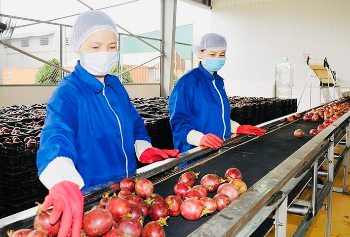 Xuất khẩu rau quả duy trì tốc độ tăng trưởng cao