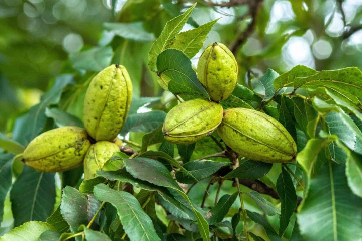Trung Quốc áp thuế chống bán phá giá tạm thời đối với hồ đào nhập từ Mỹ, Mexico
