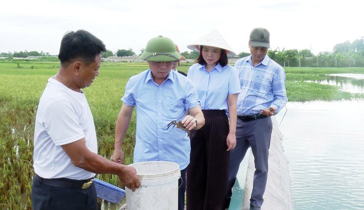 Ứng Hòa mở hướng phát triển kinh tế từ nuôi cua cà ra
