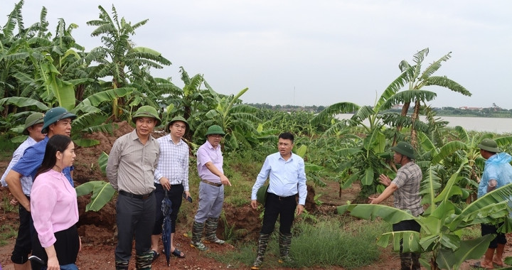 Xã Phú Xuyên trực 24/24h, tiêu úng khẩn cấp cho 230 ha lúa sau bão số 4
