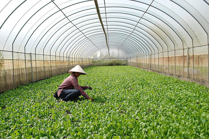 Đưa khoa học, công nghệ vào thực tiễn, hiện đại hóa nông nghiệp Hà Nội